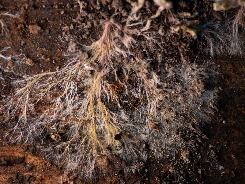 Mycelium