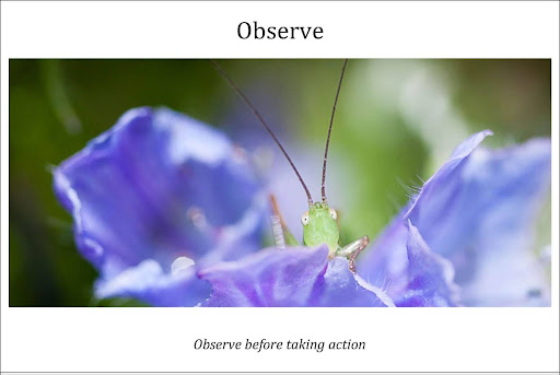 Close up photo of a green insect on a purple flower