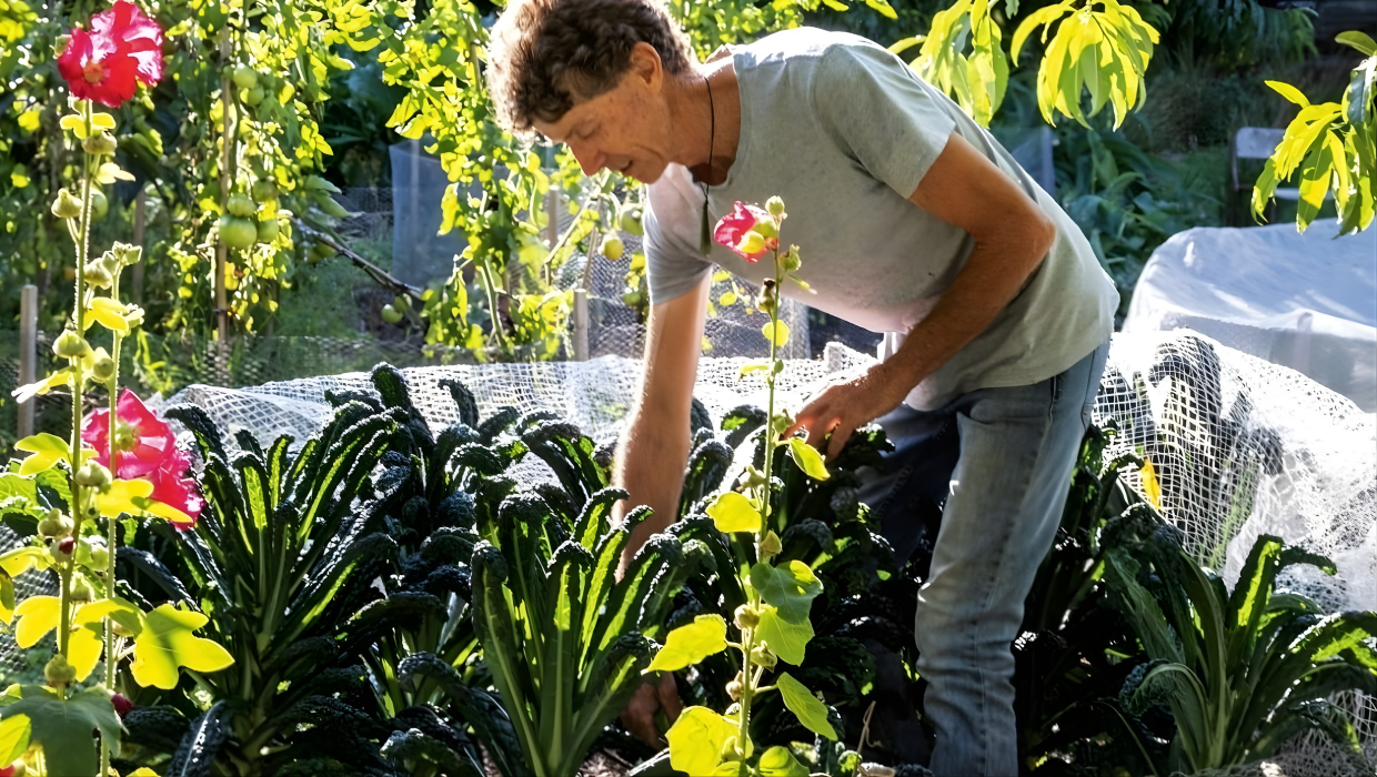 Man harvesting from garden