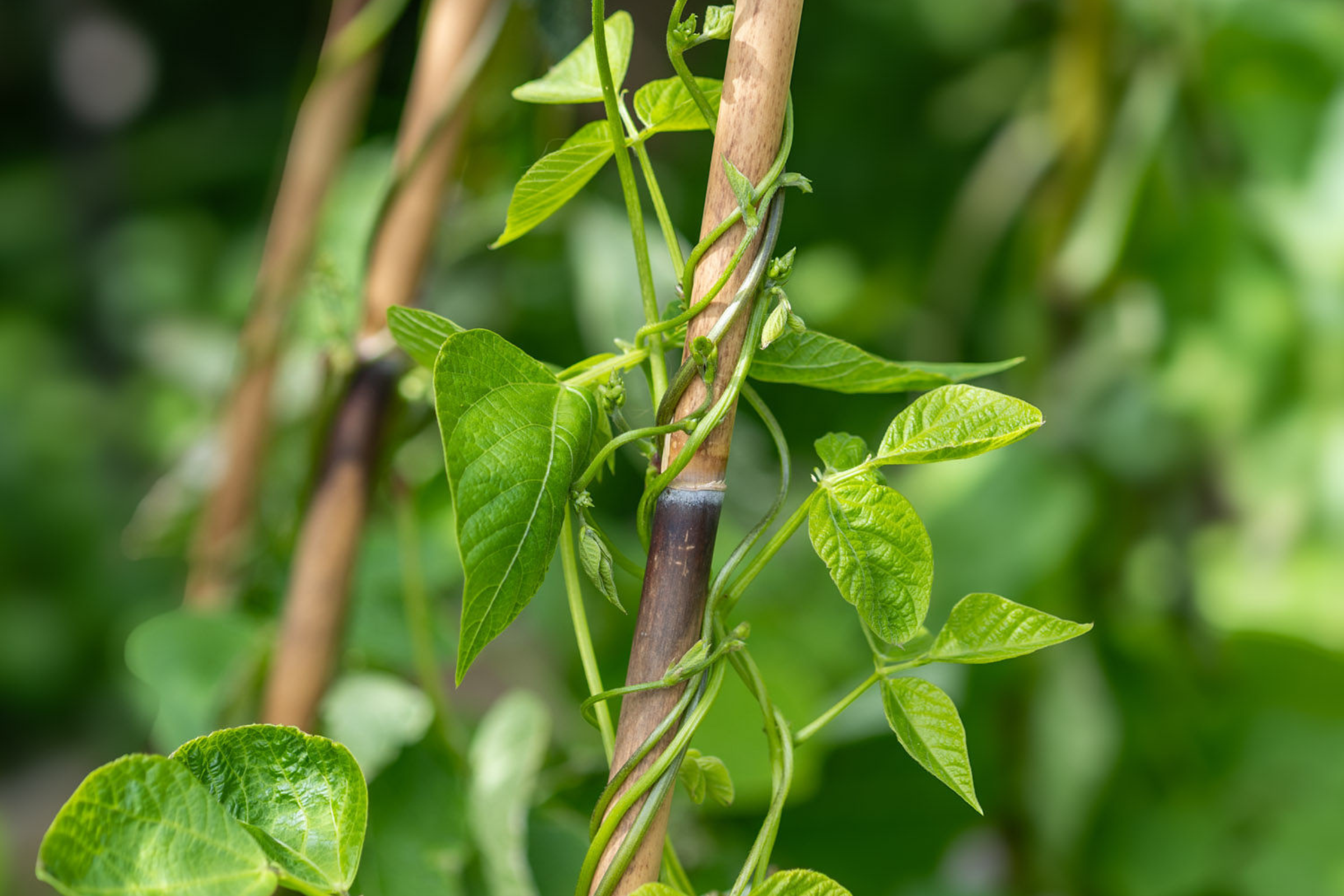 Beans climbing a bamboo pole