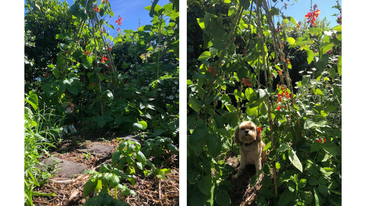 Children’s playhouse with runner beans and edible flowers