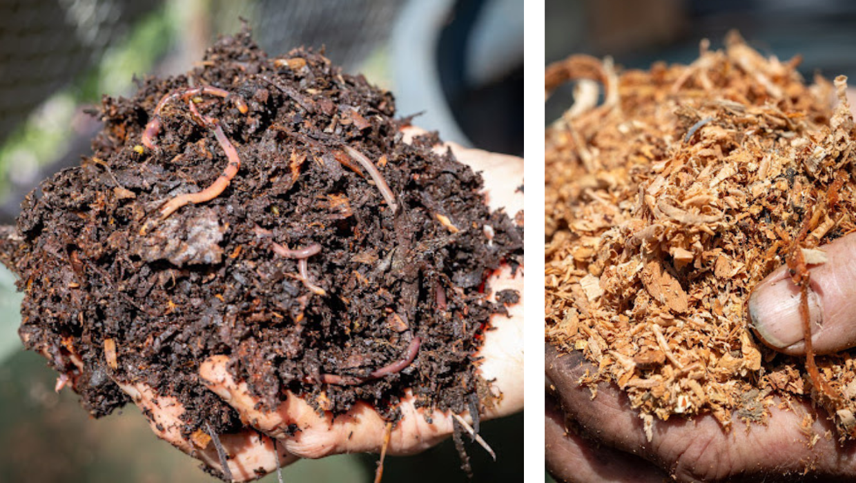Hand holding compost containing worms; hand holding saw dust