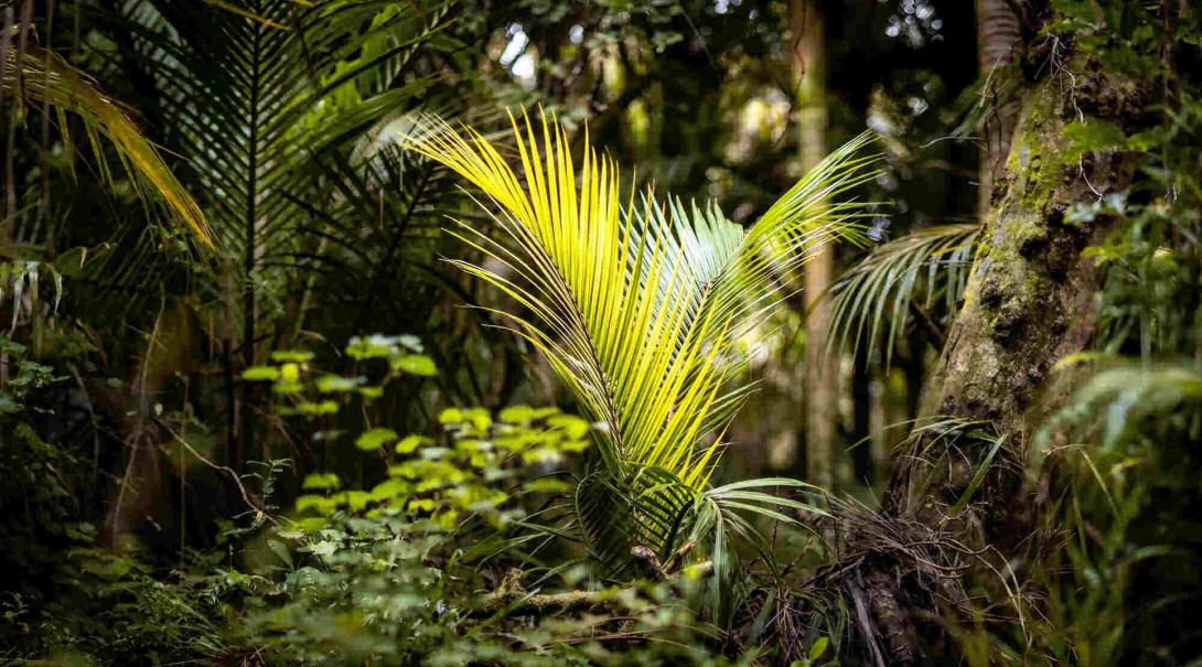 Treefern in the new zealand bush