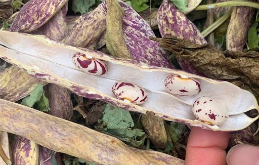 beans at hellas place in masterton