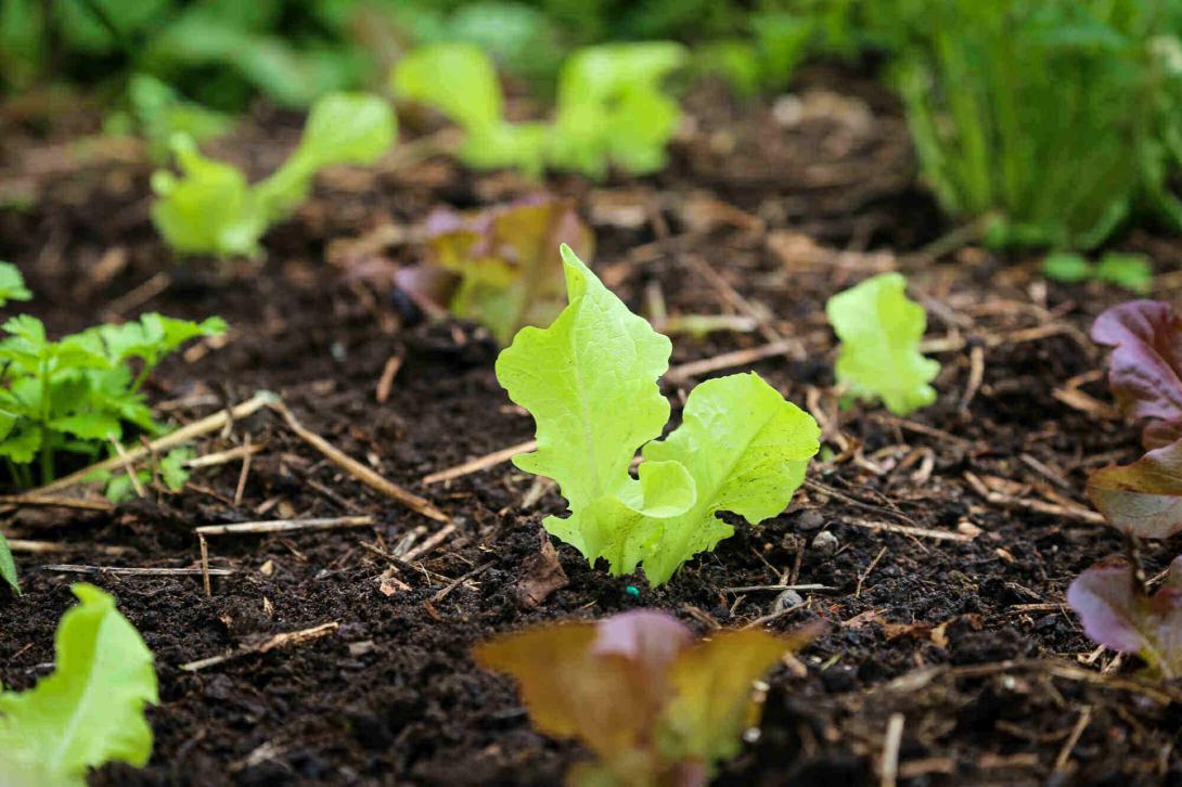 lettuce seedling
