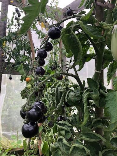 Black tomatoes