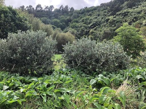 The food forest