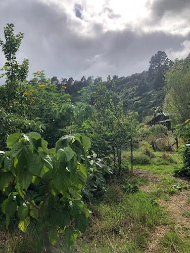 The garden including mexican sunflowers