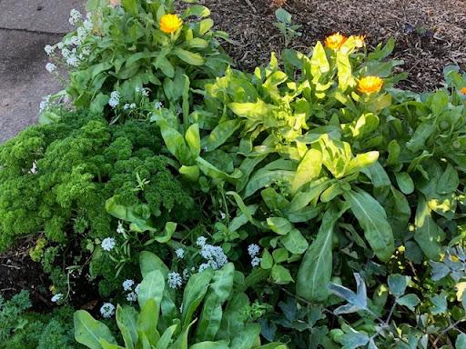 A bountiful autumn permaculture garden bed