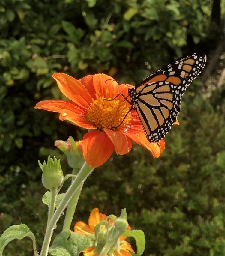 a butterfly on an orange flower
