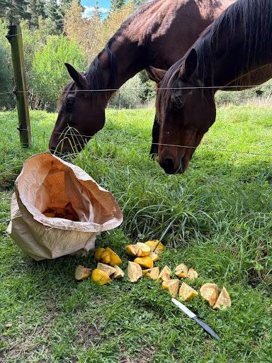 Horses eating quinces