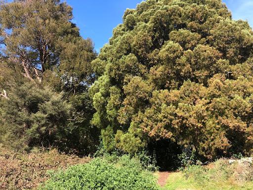 Kahikatea, male and female trees next to each other