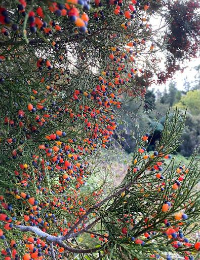 Korimako:bellbird feasting on the Kahikatea fruit