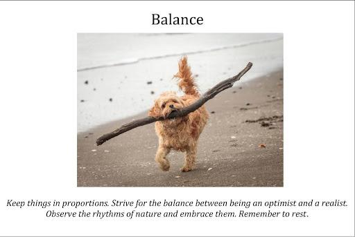 Ballance - a dog runs on a beach with a stick ballanced in it's mouth