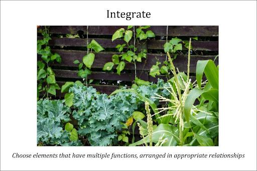 Integrate - many plants growing in a permaculture garden together