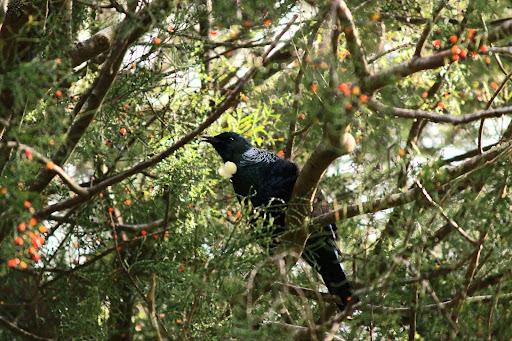 Tui feasting on the Kahikatea fruit