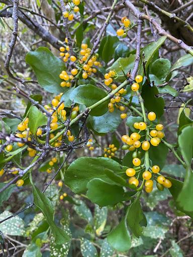one of 6 native mistletoes