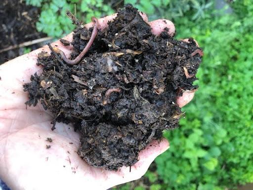 worms from the compost heap