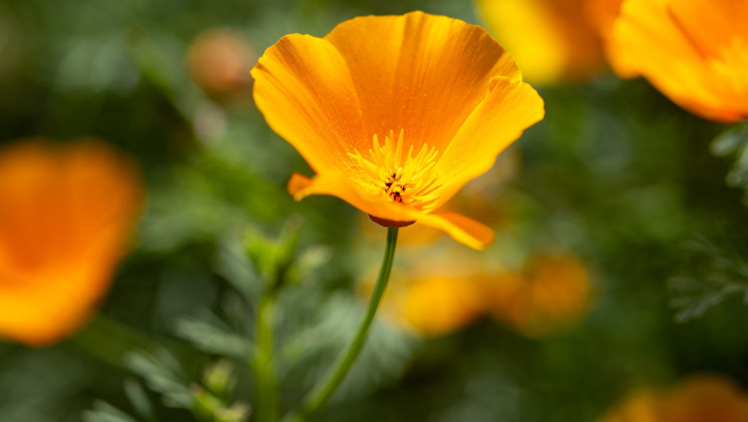 Image of California poppy 